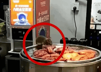 Chuột ngang nhiên gặm đùi vịt quay trên khay đồ ăn bán cho khách