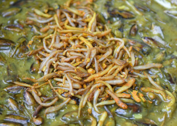 Đặc sản chân dài ngon giòn sần sật, khách mỏi miệng ăn ở Hải Phòng