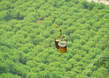 Đặc sản Lạng Sơn đi ‘cáp treo’ xuống núi, quả to nặng giá hơn 100.000 đồng