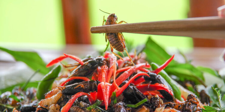 Loại côn trùng bé tí, đắt hơn thịt, cá thành đặc sản ở An Giang