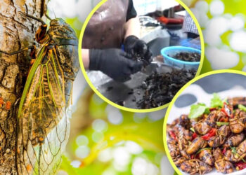 Ve sầu thành cơn sốt, ‘chu du’ từ nhà hàng hạng sang tới bàn nhậu vỉa hè