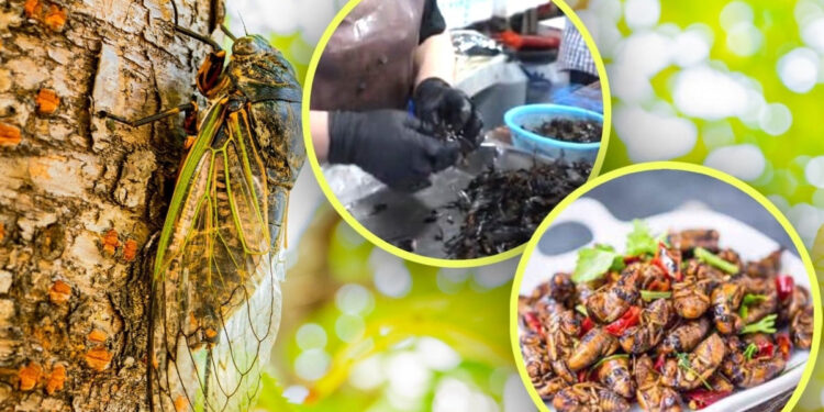 Ve sầu thành cơn sốt, ‘chu du’ từ nhà hàng hạng sang tới bàn nhậu vỉa hè