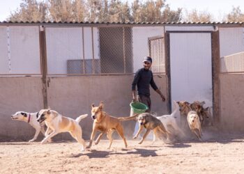 Morocco gây tranh cãi vì diệt hàng nghìn chó hoang trước thềm CAN 2025
