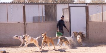 Morocco gây tranh cãi vì diệt hàng nghìn chó hoang trước thềm CAN 2025